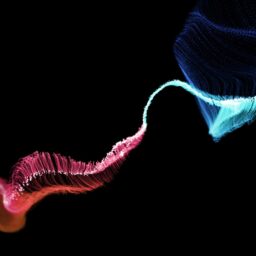 Abstract image of red and blue light streaks flowing against a black background