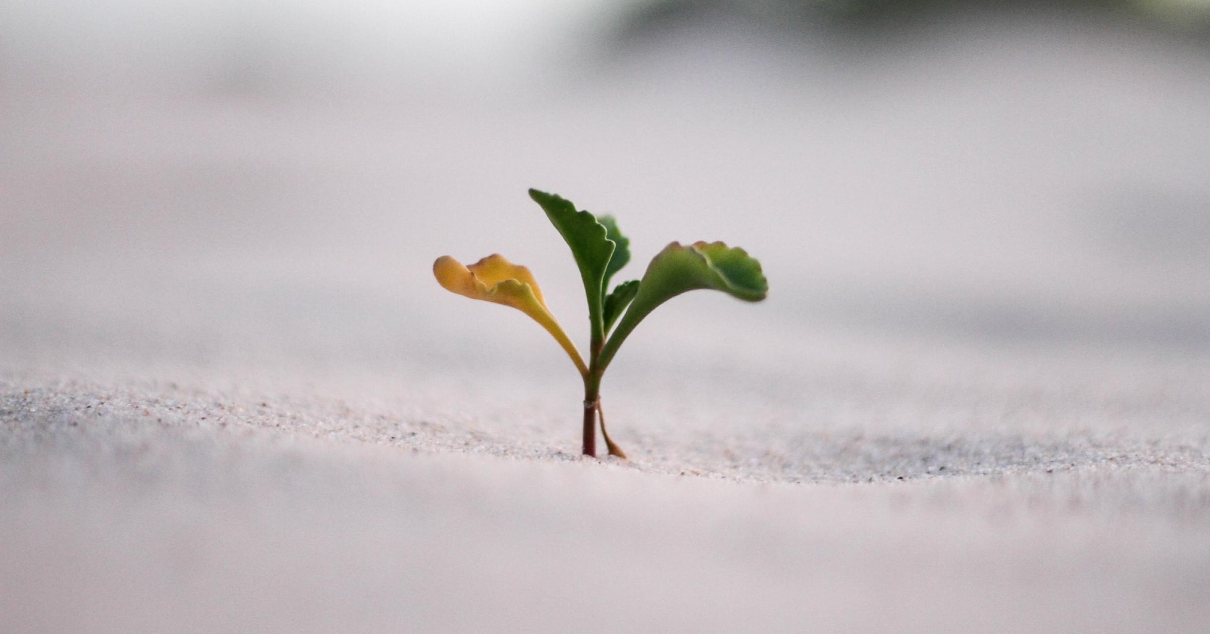 A small greenish plant breaking through a sandy surface.